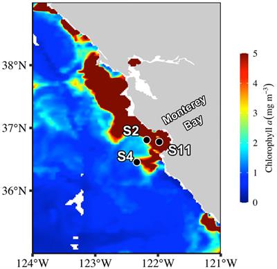 Decoupling silicon metabolism from carbon and nitrogen assimilation poises diatoms to exploit episodic nutrient pulses in a coastal upwelling system